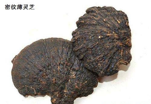 密纹薄灵芝品种简介