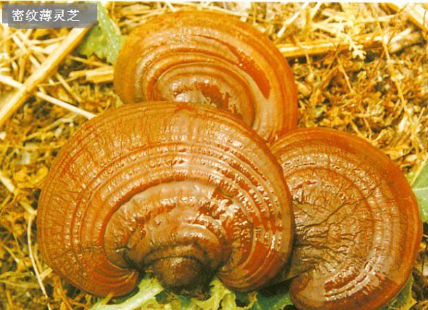 密纹薄灵芝品种简介
