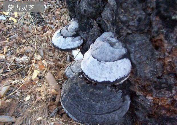 内蒙灵芝品种简介