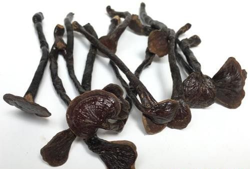 海南灵芝品种简介