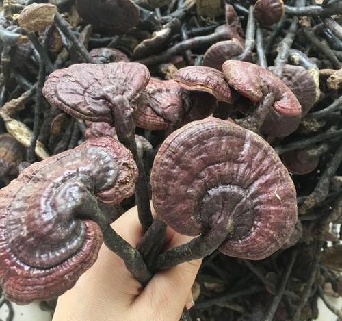 海南灵芝品种简介