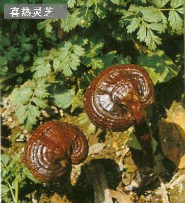 喜热灵芝品种简介