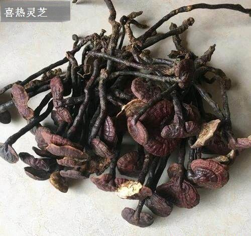 喜热灵芝品种简介