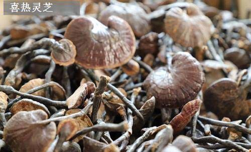 喜热灵芝品种简介