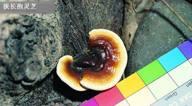 狭长孢灵芝品种简介