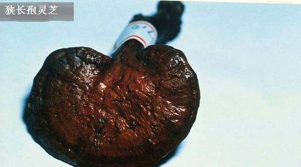 狭长孢灵芝品种简介