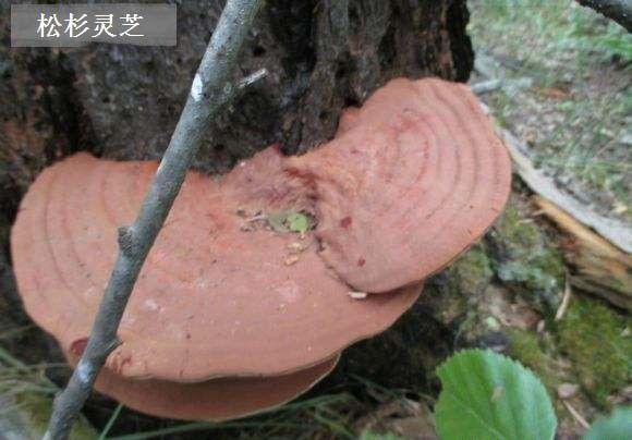 松杉灵芝品种简介