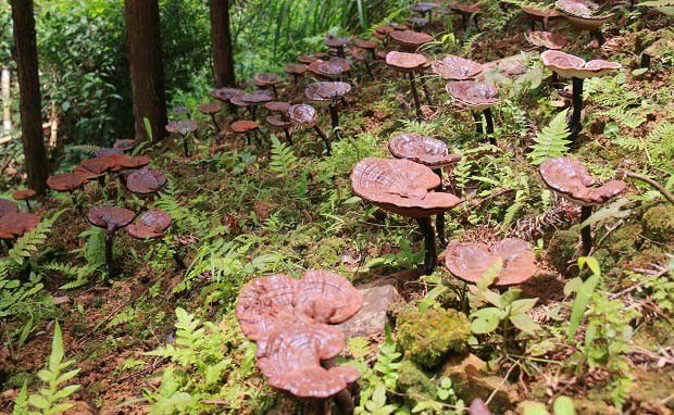 野生灵芝和人工种植的灵芝哪个比较好？