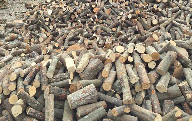 生料段木栽培灵芝用什么段木好？