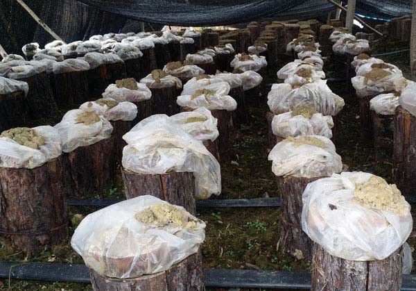 用生料段木栽培灵芝如何发菌？