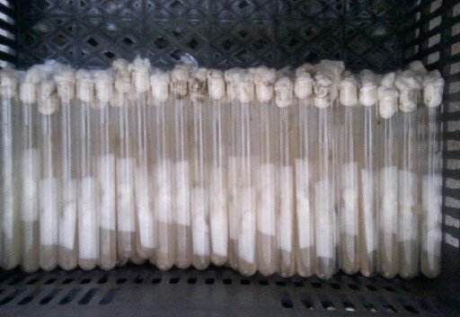 灵芝菌种如何采用矿油封藏法？