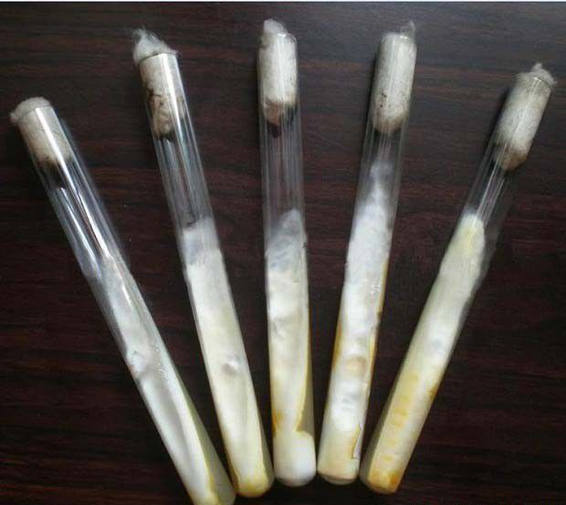 灵芝菌种如何采用矿油封藏法？