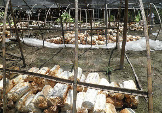 什么是灵芝的袋式栽培？