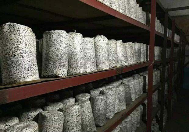 灵芝母种培养基如何制作？