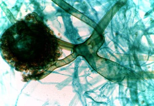 如何识别灵芝菌株是否携带病毒？