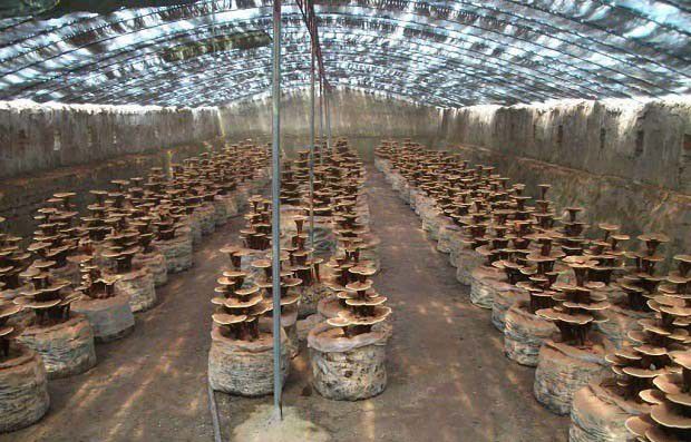 采用短段木栽培灵芝如何提高灵芝质量？