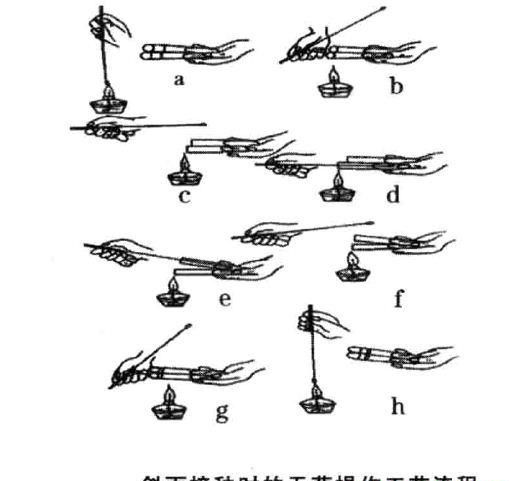 什么是灵芝母种接种？灵芝母种如何接种？