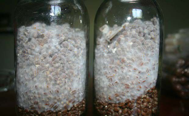 灵芝菌种如何培养？