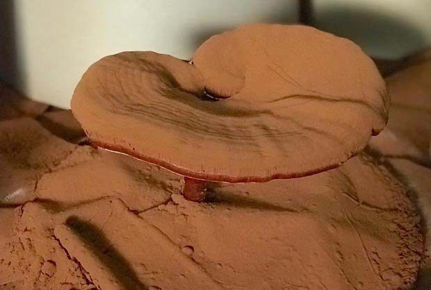 灵芝菌种的孢子如何分离？