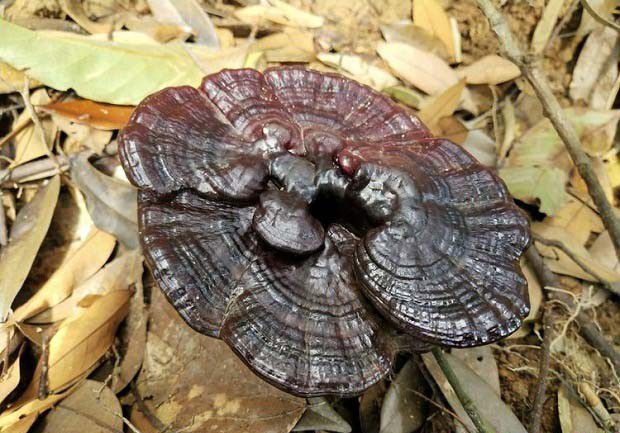 灵芝采收后如何烘干？