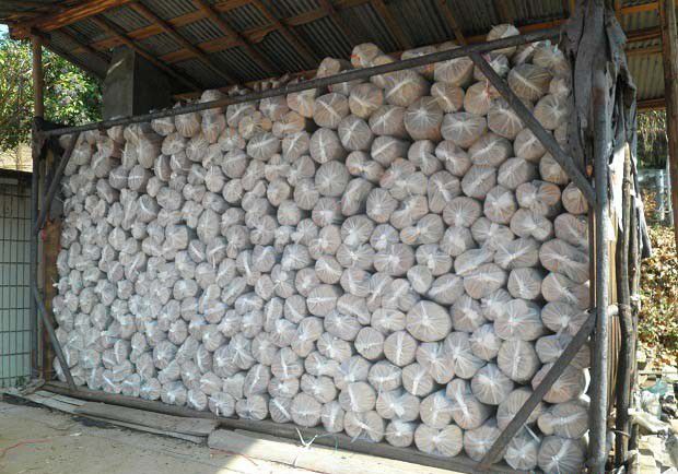 栽培灵芝的段木如何灭菌？