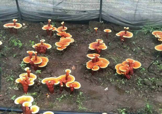 灵芝短段木栽培在出芝期需要注意什么？