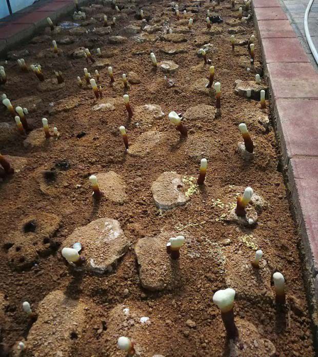 灵芝短段木栽培在出芝期需要注意什么？