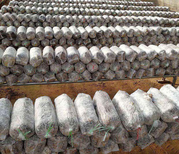 袋栽灵芝如何拌料装袋？