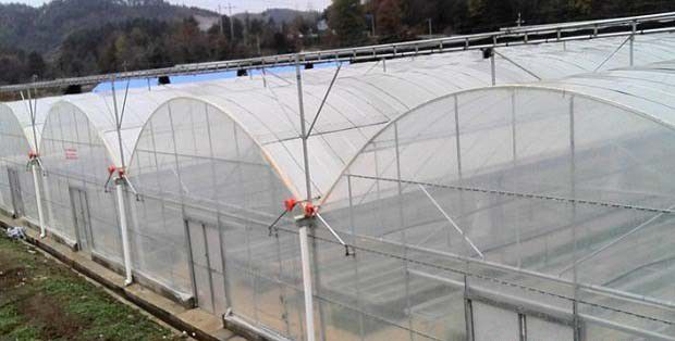 大棚栽培灵芝有什么优点，灵芝大棚如何搭建？