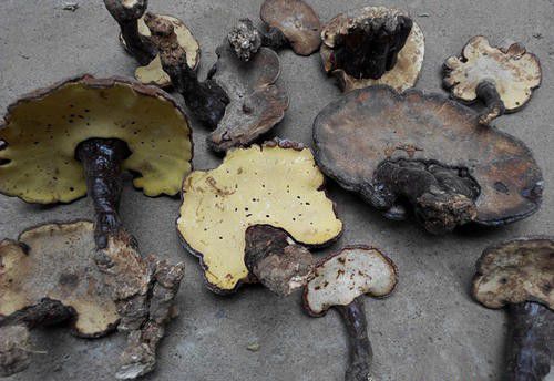 怎么保存灵芝不发霉生虫？