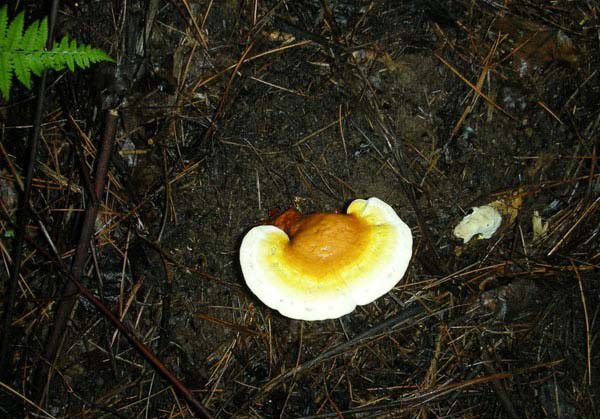 栽培灵芝是否需要光照？