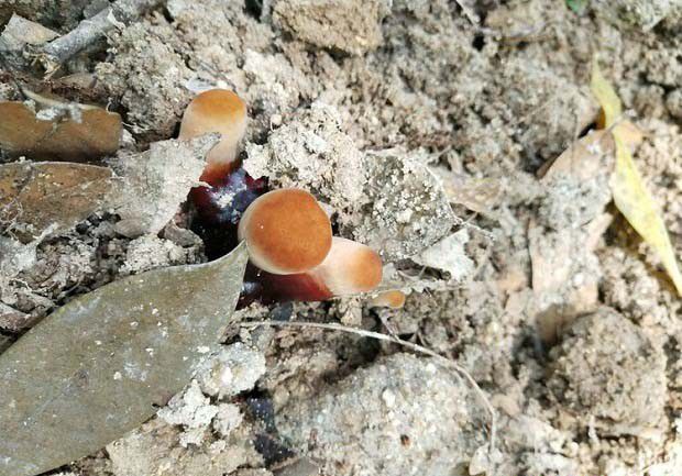 灵芝生长发育需要哪些碳源，哪些材料可为灵芝提供碳源？