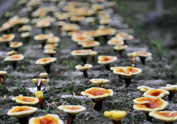 灵芝瓶栽（或袋栽）、段木栽培的流程