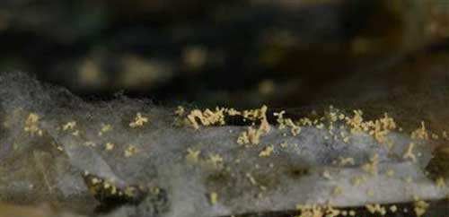 灵芝栽培过程中出现污染怎么办？