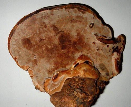 灵芝畸形的原因是什么，如何防治灵芝畸形？