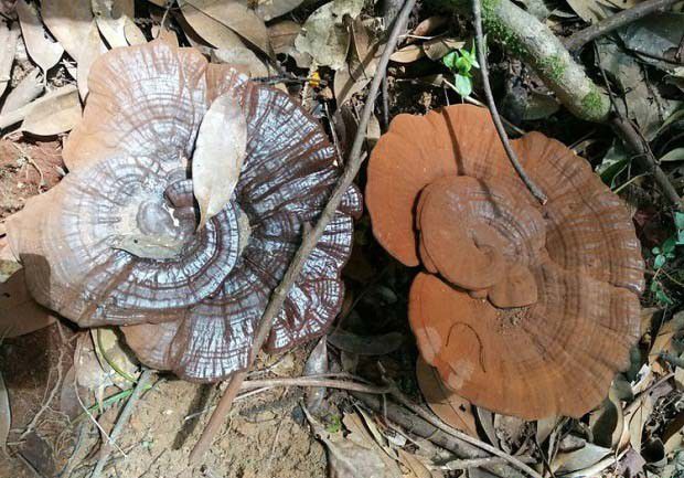 灵芝临床上可以治疗哪些疾病？