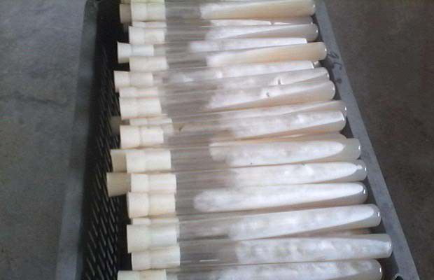 制作灵芝菌种需要准备哪些药品？