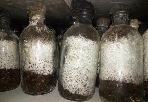 常见的灵芝母种培养基有哪些？