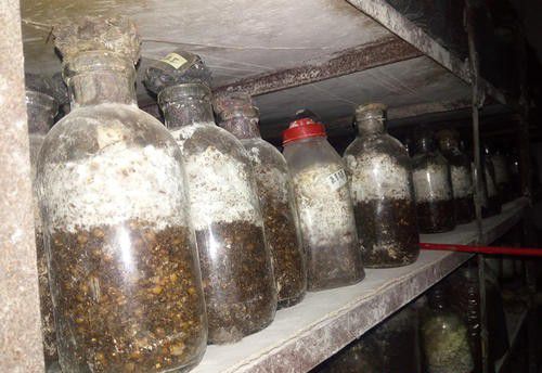 常见的灵芝母种培养基有哪些？