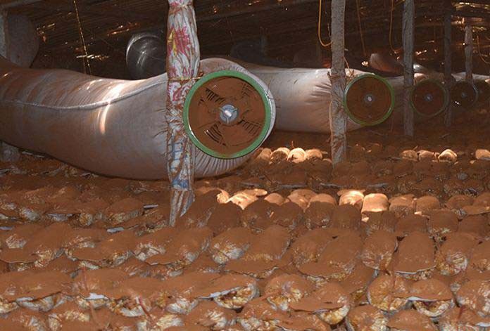 灵芝什么时候产生孢子？灵芝孢子怎么收集？