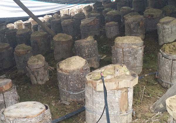 灵芝采用短段木熟料栽培有什么优点？