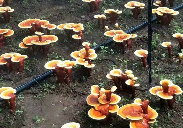 栽培灵芝用的消毒剂如何配制？