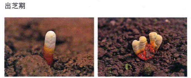 二氧化碳会不会影响灵芝生长发育？