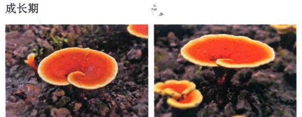 二氧化碳会不会影响灵芝生长发育？